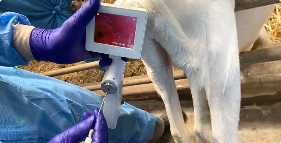 羊用可視輸精槍